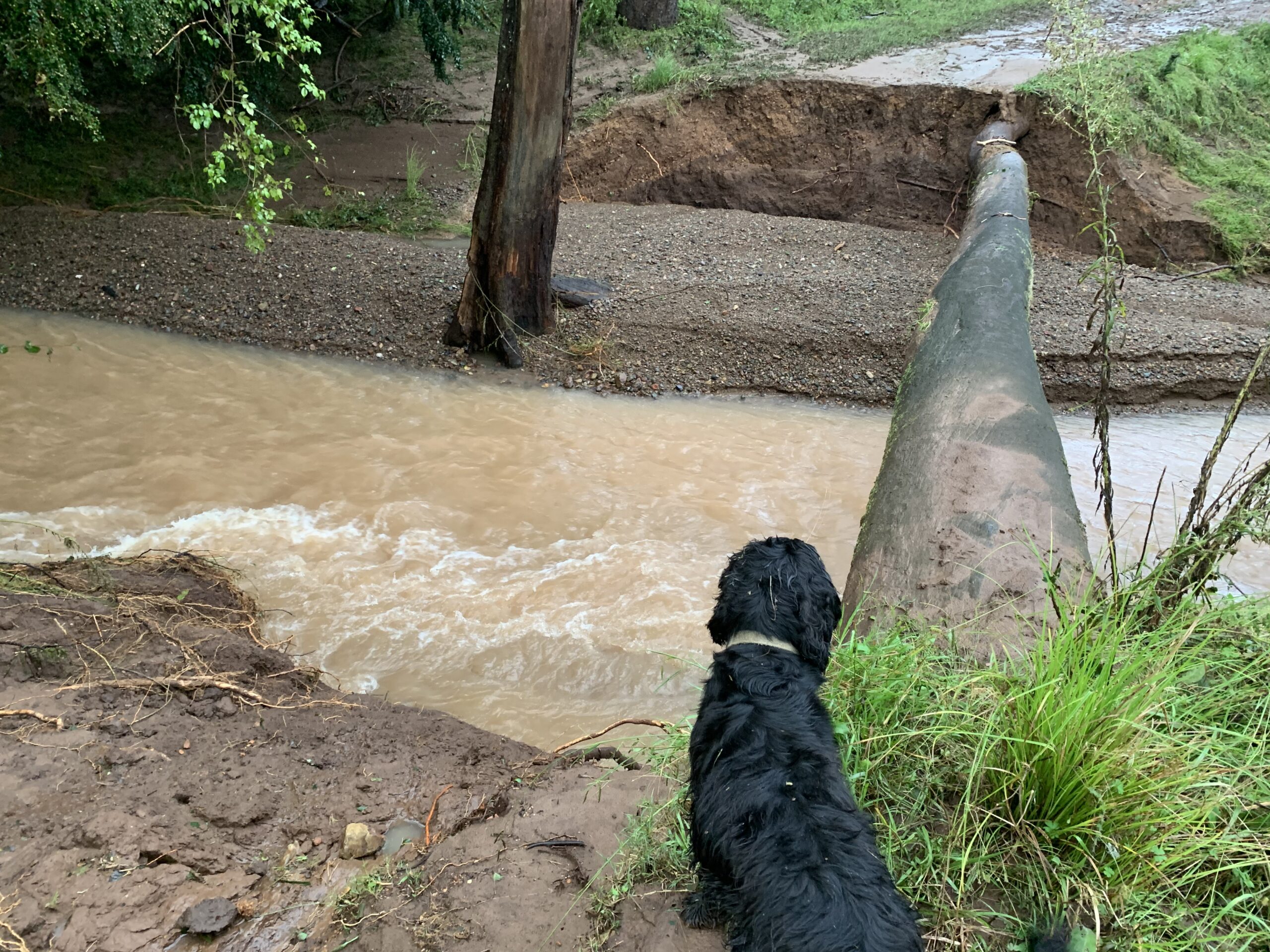 A black dog sits at the sole remaining beam across a raging creek where a bridge used to be