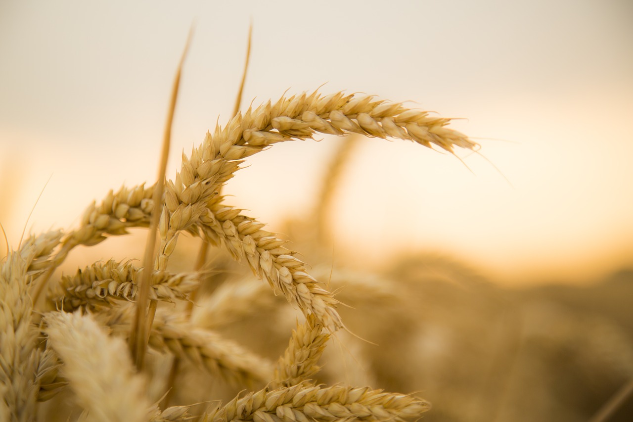 Wheat Intolerance - In Depth - The Horse Herbalist