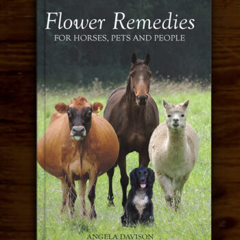 Flower Remedy book by Angela Davison