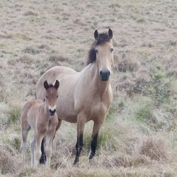 mare and foal
