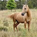 Palomino stallion (Sandy)