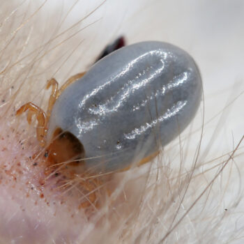 Australian paralysis tick (ixode) swollen on skin
