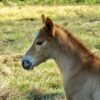 Australian Stock Horse Foal
