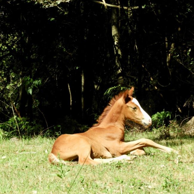 Stock horse foal
