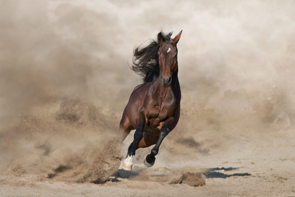 Stallion running in Sand