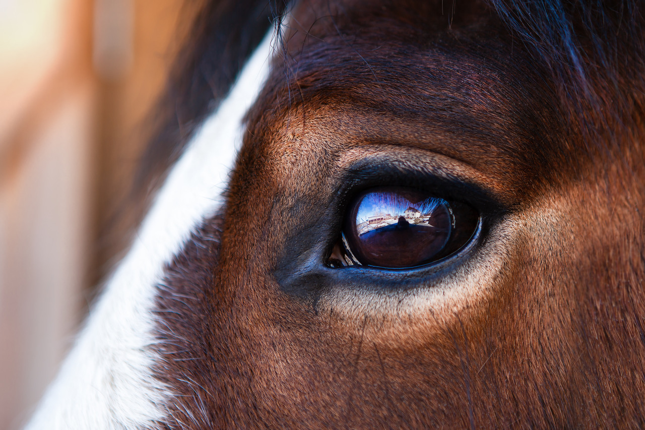 Soft Horse Eye
