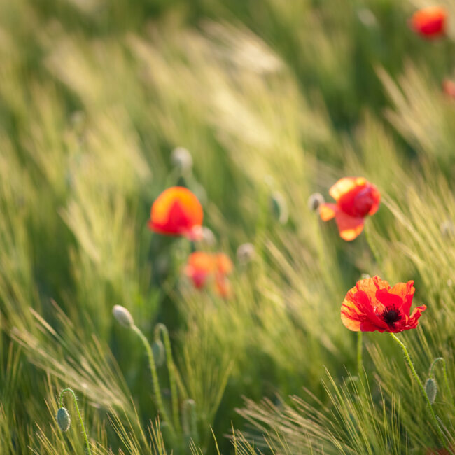 Poppies