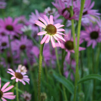 Echinacea