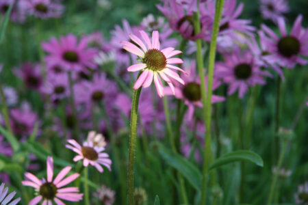 Echinacea