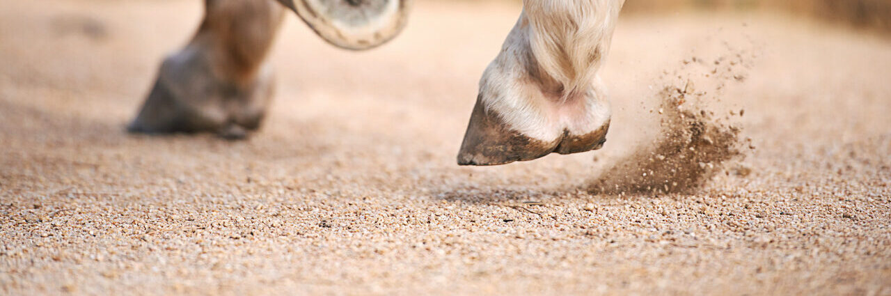 Horses' hooves on sand