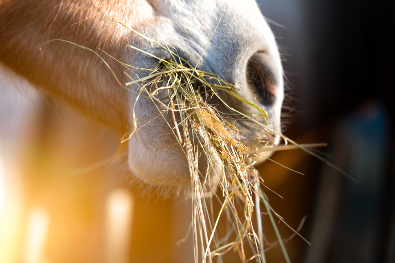 Old horse eating meadow hay