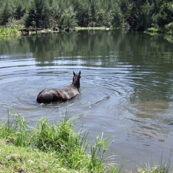 Horse cooling off in river