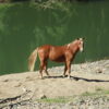 Australian Stock Horse, Flash