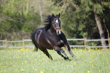 Quarter Horse runs free in meadow frontal view