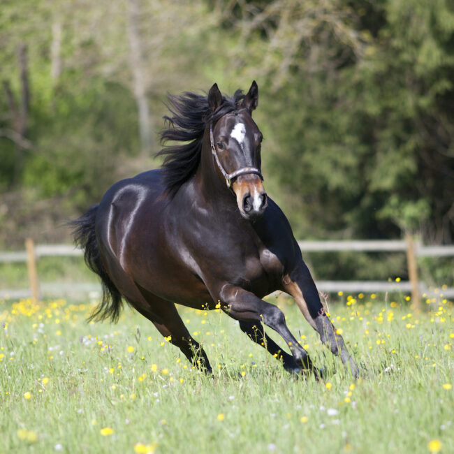 Quarter Horse runs free in meadow frontal view