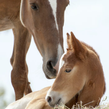 Mare and foal on beach