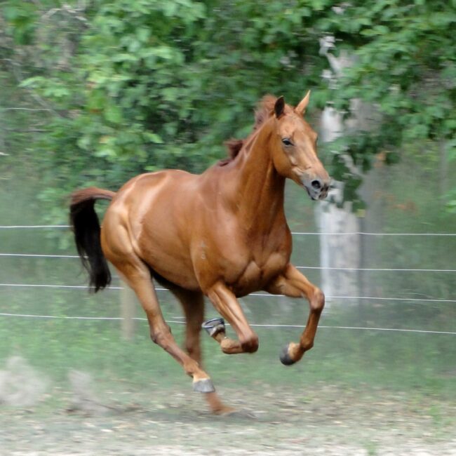Running horse Ginga D