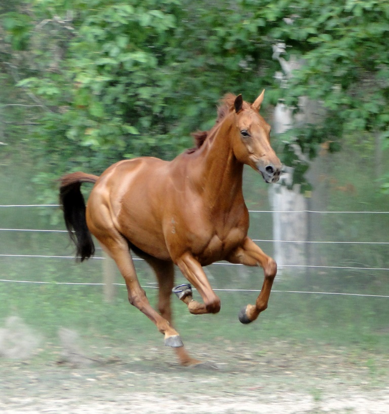 Running horse Ginga D