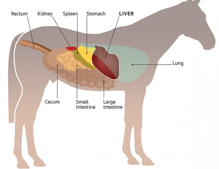 Horse Liver