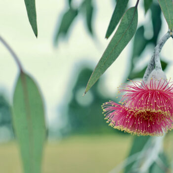 Silver Princess Eucalyptus