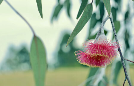 Silver Princess Eucalyptus