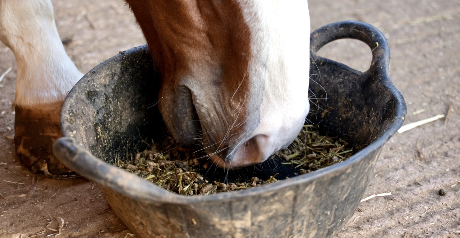 Horse eating from rubber bucket