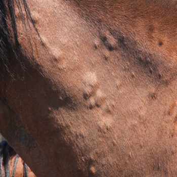 brown horse with lumps apparent under skin of neck