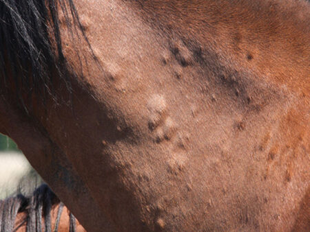 brown horse with lumps apparent under skin of neck