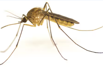 mosquito against white background