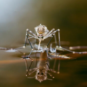 mosquito on shiny water surface