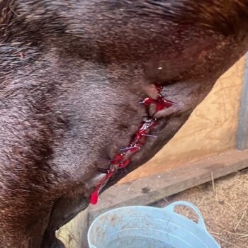 Freshly stitched and bleeding long cut under horse's chin