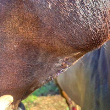 Stitched and healed cut under horse's chin