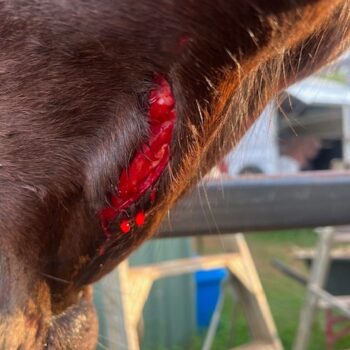 Deep bloody wound under horse's chin