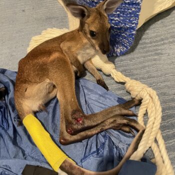 Injured wallaby joey with bandaged tail and deep cut on leg lying on a blue silk bag and carpet