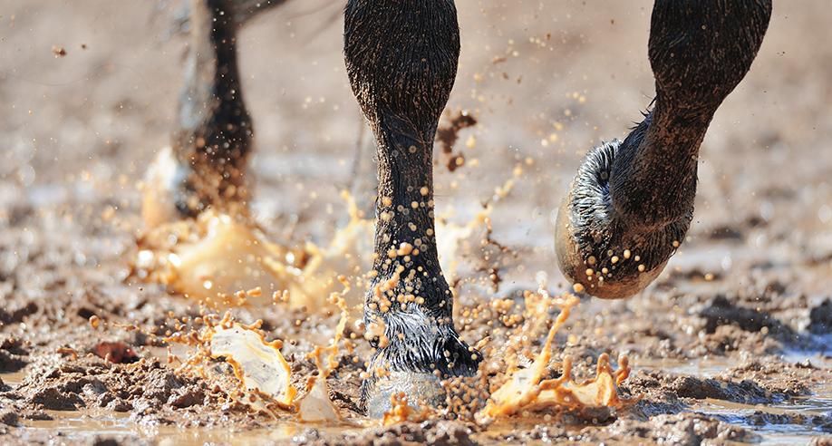 Horse hooves and legs moving through wet and mud