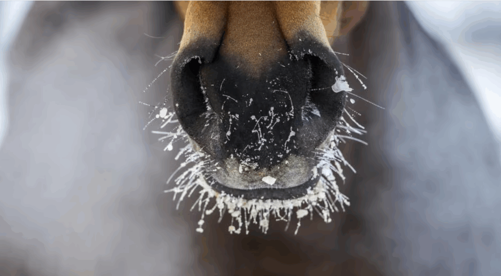 brown horse in winter with black muzzle and ice crystals on muzzle hair