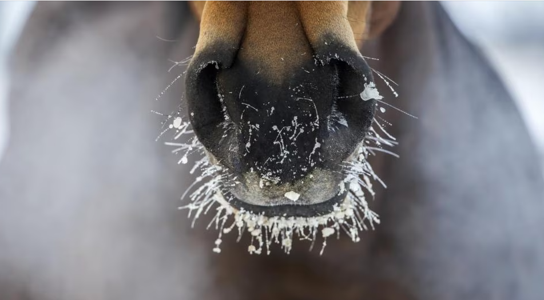 brown horse in winter with black muzzle and ice crystals on muzzle hair