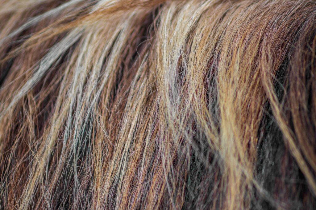 Angela Davison, ATMS accredited equine herbalist, example of horse hair for an assessment at her Ballina NSW practice with herbal formulas