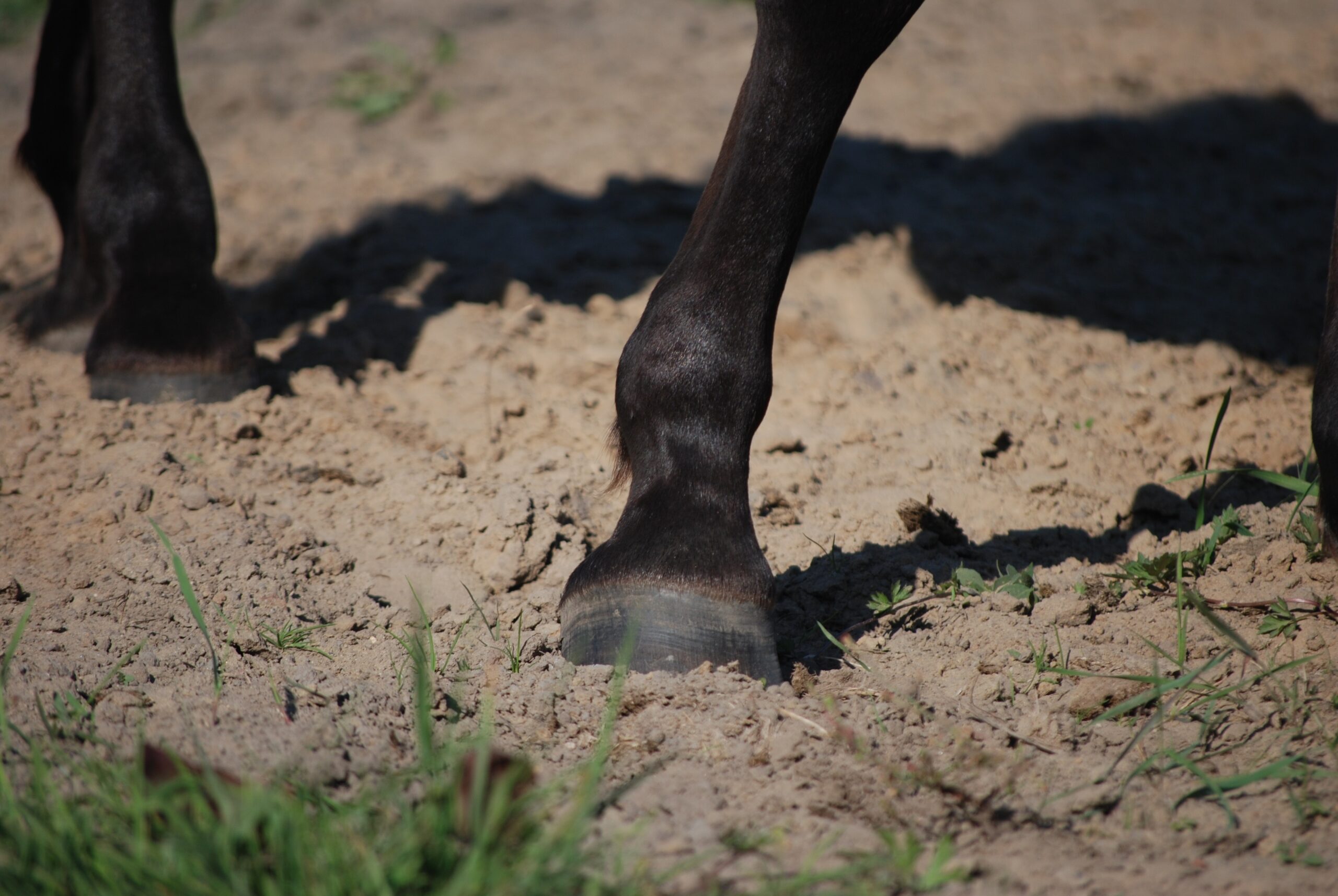 Angela Davison ATMS equine herbalist with natural herbal formulas for horse joint pain and arthritis, Ballina NSW